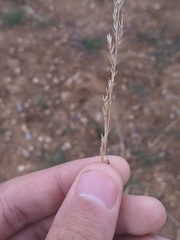 Sporobolus compositus