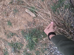 Sporobolus compositus