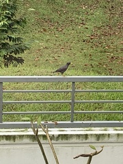 Acridotheres javanicus