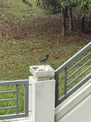 Acridotheres javanicus