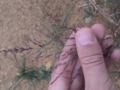 Eragrostis curtipedicellata