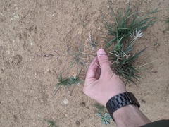 Eragrostis curtipedicellata