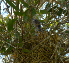 Sphecotheres vieilloti