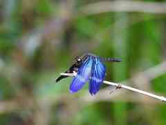 Zenithoptera fasciata