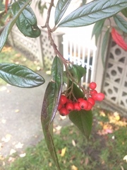 Cotoneaster glaucophyllus
