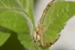 Misumenops