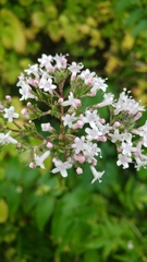 Valeriana officinalis sambucifolia