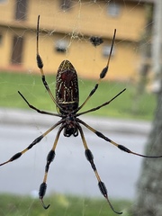Trichonephila clavipes