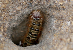 Pterolocera leucocera