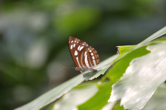 Phaedyma columella singa