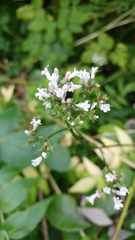 Valeriana officinalis sambucifolia