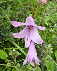 Notholirion macrophyllum