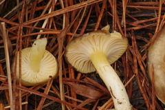 Hygrophorus boyeri