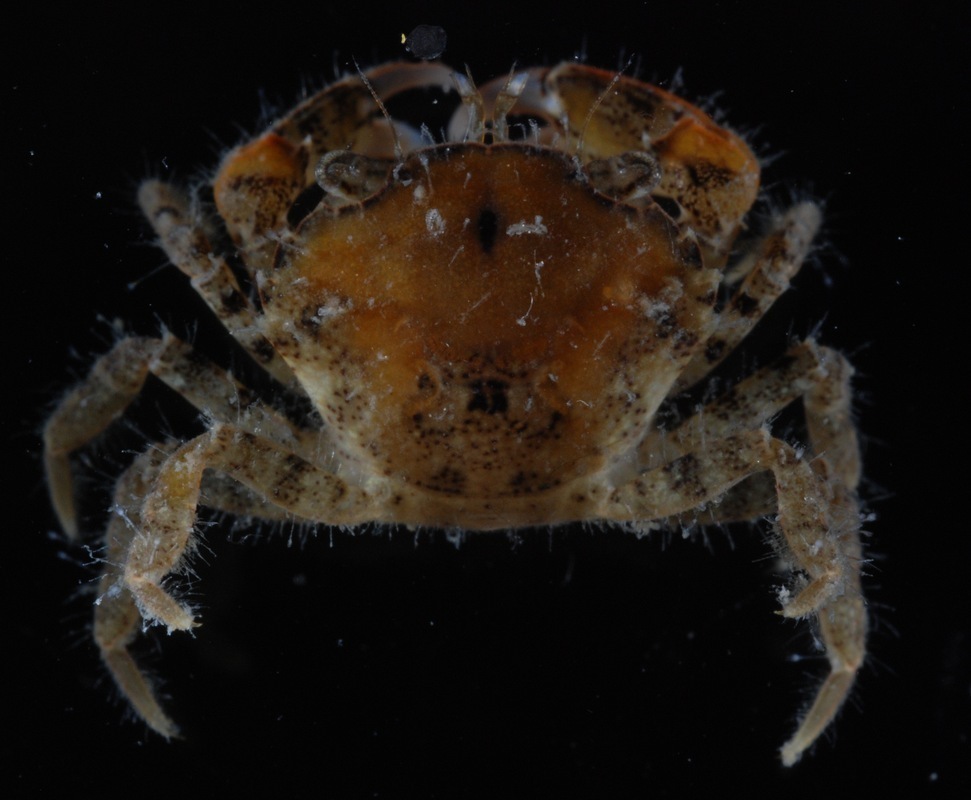 Flatback Mud Crab (MatBio CRABS, SHRIMPS, JELLYFISH, SEA STARS