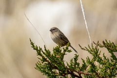 Catamenia