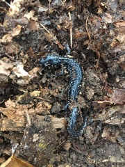 Plethodon glutinosus