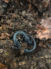 Plethodon glutinosus