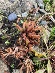 Aphyllon californicum