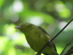 Vireo hypochryseus