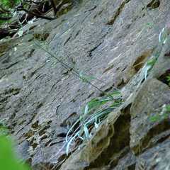 Anticlea elegans glauca