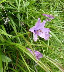 Notholirion macrophyllum