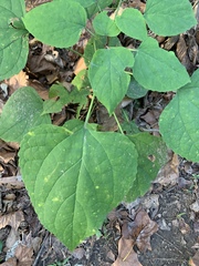 Clerodendrum trichotomum