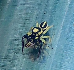 Nagaina