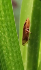 Clovia