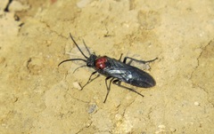 Dolerus ephippiatus