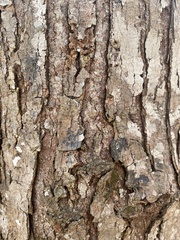 Acer rubrum rubrum