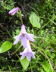 Notholirion macrophyllum