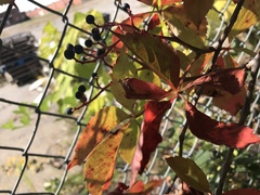 Parthenocissus quinquefolia