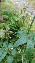 Valeriana officinalis sambucifolia