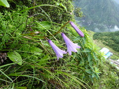 Notholirion macrophyllum