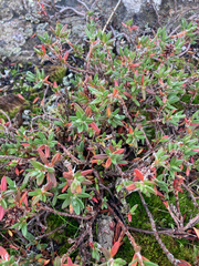 Polygonum paronychia