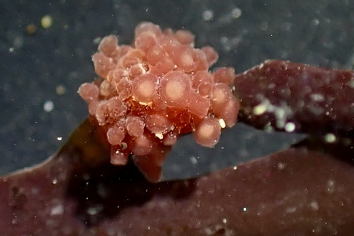 Rhodymeniocolax