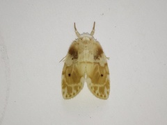 Schistophleps bipuncta