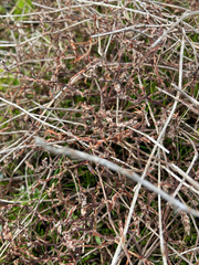 Polygonum paronychia