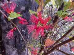 Metrosideros parkinsonii