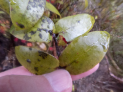 Metrosideros parkinsonii