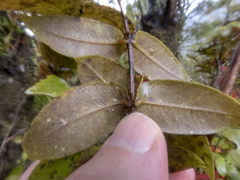 Metrosideros parkinsonii