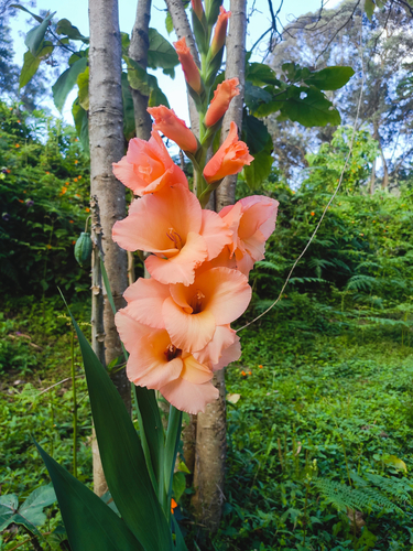 Gladiolus hortulanus image