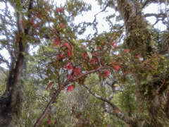 Metrosideros parkinsonii