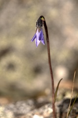 Campanula uniflora