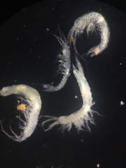 Hobbsinella edwardensis