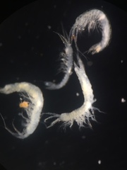 Hobbsinella edwardensis