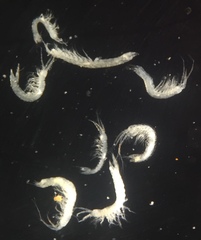 Hobbsinella edwardensis