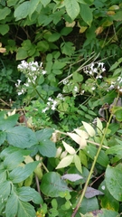 Valeriana officinalis sambucifolia