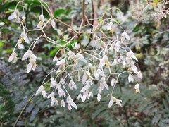 Begonia glabra