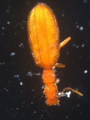 Adistemia watsoni